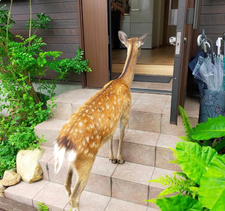 Nara Hostel | Deer hostel