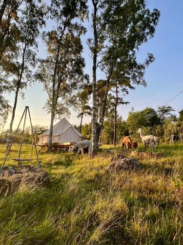 Laholm Other | Glamping med alpackor