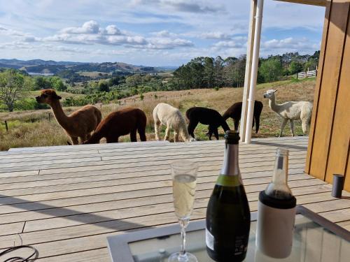 Kaiwaka Other | HavenRidge Alpaca Glamping Cabins