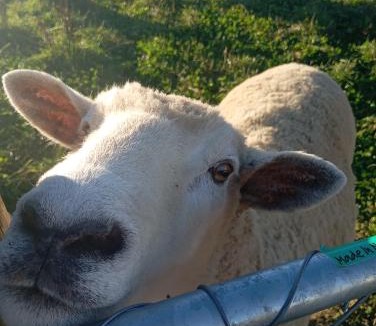 Takaka Other | Cosy Caravan
