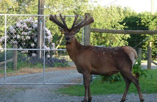 Invercargill Bed & Breakfast | McIvor Lodge