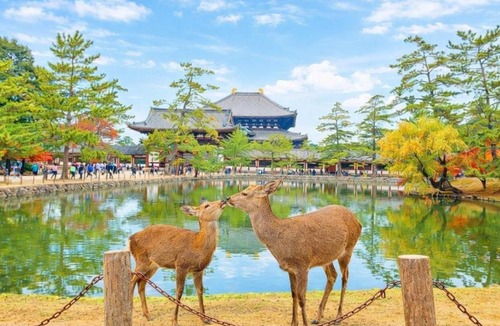 Nara House | Staylinks Nara Kitamachi