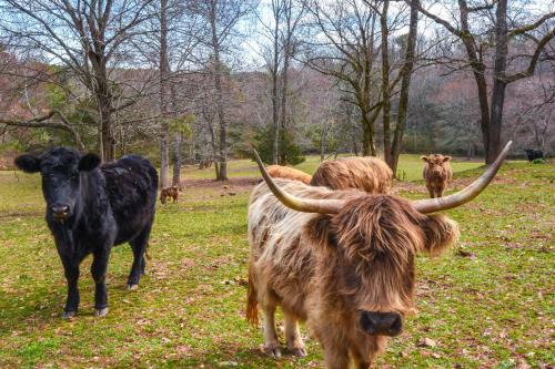 Converted Barn Couple's Oasis Near Tallulah Gorge