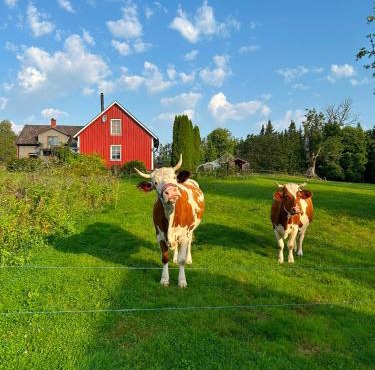 Farm Stay Between Forests and Meadows