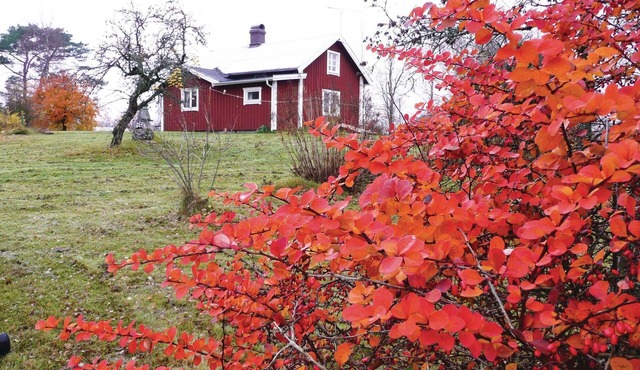 Partially renovated cottage in the shady garden in Smålands Hamneda.