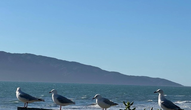 Raumati Sunsets on Rosetta