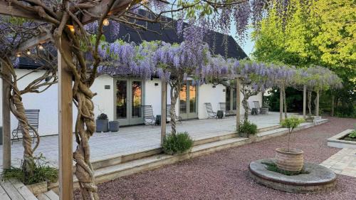 Wisteria Österlen