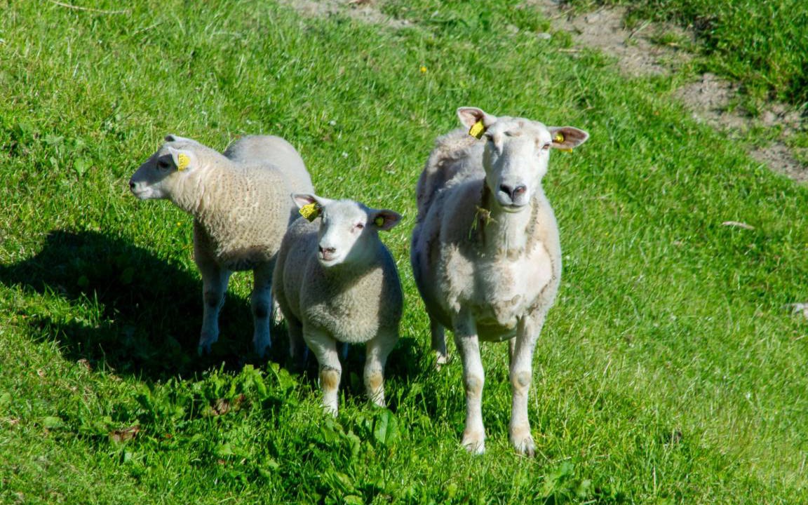 Photo of Others in Balestrand