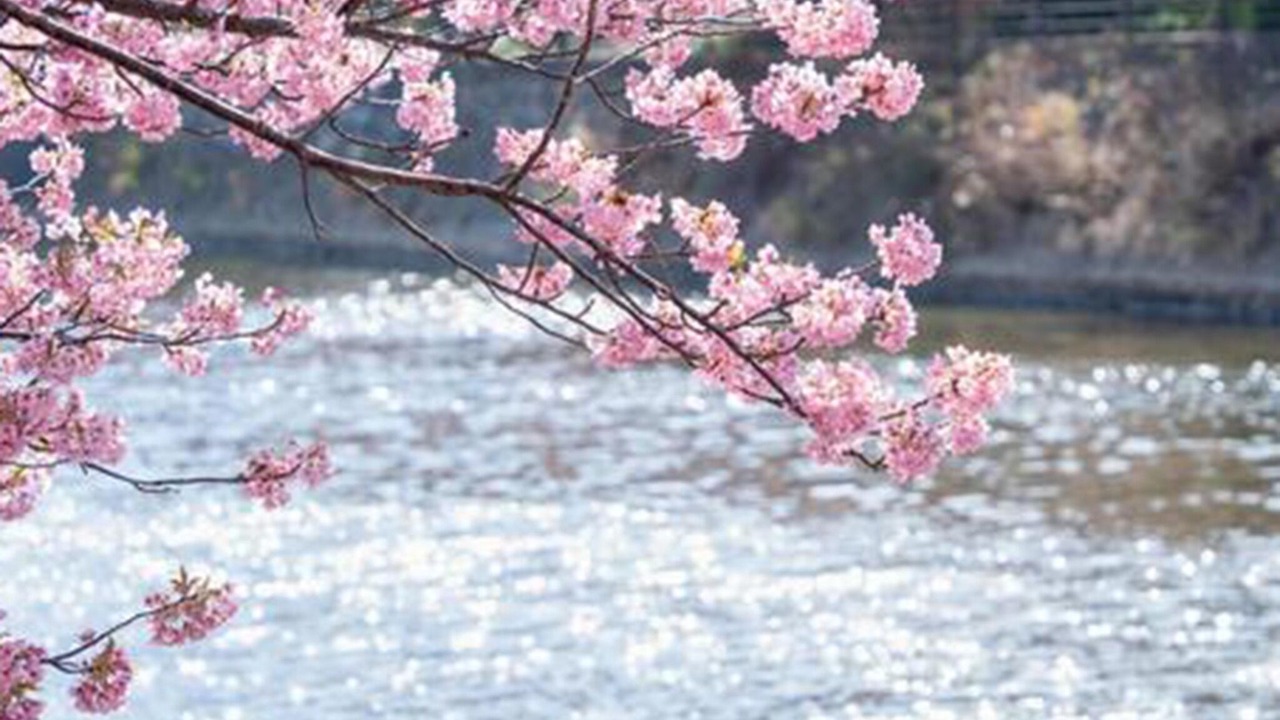 Photo of Others in Shirahama