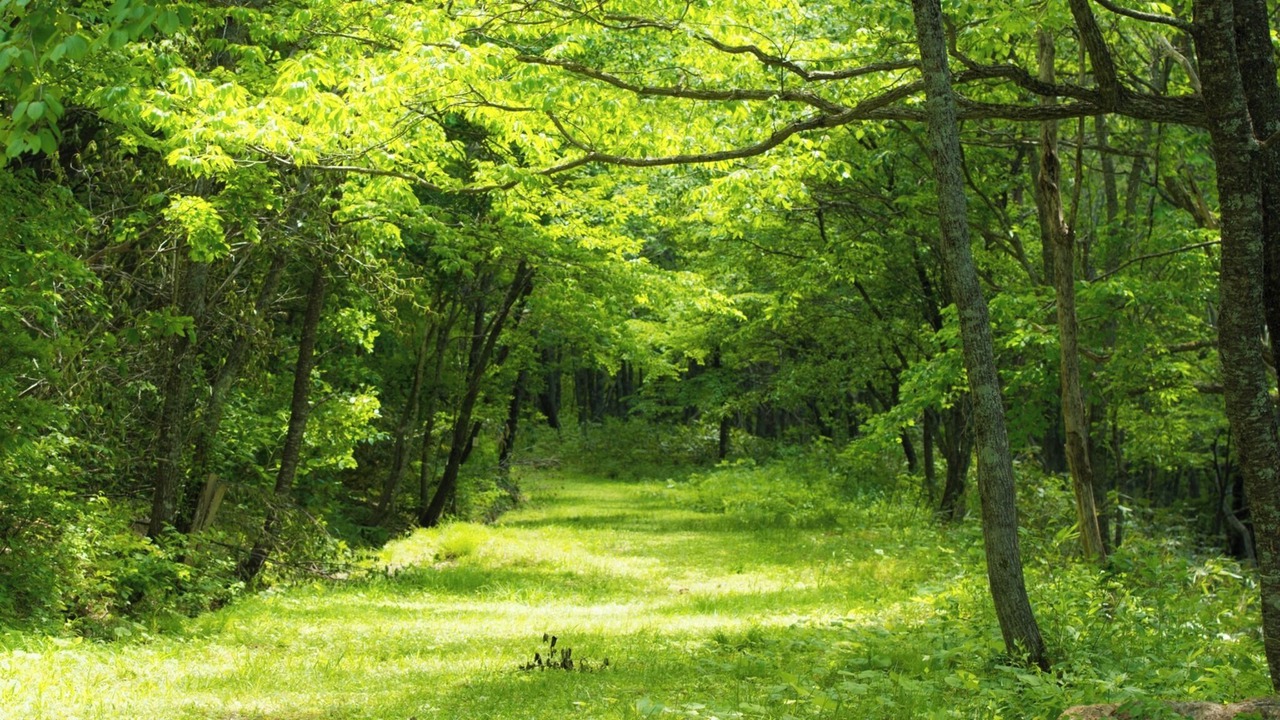 Photo of Others in Hakusan National Park