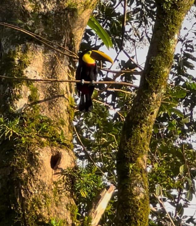 Photo of Others in Bijagua